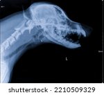 Small photo of Digital x-ray image of dog skull head and neck with open mouth. Imaging skull, teeth, and trachea. Lateral view