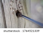 Small photo of Ants in an unorthodox home