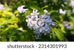 Small photo of Choisya Dewitteana Aztec Pearl, Mexican orange Aztec Pearl, Rutaceae, Mexican orange blossom. Abundance of white blossom in spring.