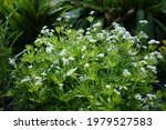 Galium Odoratum Blooms In The...