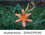Orange Flower Of Hemerocallis...