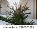 Small photo of Lagerstroemia indica, syn. the crape myrtle, crepe myrtle, or crepeflower, is a species of flowering plant in the genus Lagerstroemia of the family Lythraceae. Kolimpia, Rhodes, Greece