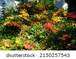 Orange And Red Pyracantha...