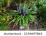 Small photo of Liriope muscari 'Moneymaker' is an erect evergreen perennial that produces blue-purple flowers in panicles from August to October. Berlin, Germany