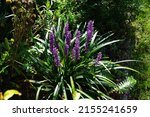 Small photo of Liriope muscari 'Moneymaker' is an erect evergreen perennial that produces blue-purple flowers in panicles from August to October. Berlin, Germany