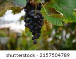 Vitis vinifera 'Regent' produces delicious blue-purple grapes that ripen by September or October. Vitis vinifera, the common grape vine, is a species of flowering plant. Berlin, Germany