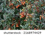 Orange Pyracantha Berries In...