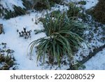 Small photo of Liriope muscari 'Moneymaker' under the snow in January. Liriope muscari is an erect evergreen perennial that produces blue-purple flowers in panicles from August to October. Berlin, Germany