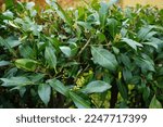 Small photo of Prunus laurocerasus in April. Prunus laurocerasus, also known as cherry laurel, common laurel and sometimes English laurel in North America, is an evergreen species of cherry Prunus. Berlin, Germany