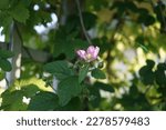 Rosehip bush blooms with pink flowers. The rose hip or rosehip, also called rose haw and rose hep, is the accessory fruit of the various species of rose plant. Berlin, Germany