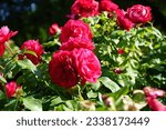 Small photo of Tree rose 'Alec's Red', Rosa 'Alecs Red', blooms with red flowers in July in the park. Rose is a woody perennial flowering plant of the genus Rosa, in the family Rosaceae. Berlin, Germany