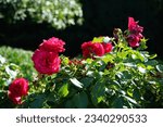 Small photo of Tree rose 'Alec's Red', Rosa 'Alecs Red', blooms with red flowers in July in the park. Rose is a woody perennial flowering plant of the genus Rosa, in the family Rosaceae. Berlin, Germany