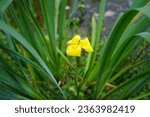 Small photo of Iris pseudacorus blooms with yellow flowers near the Machine pond. Iris pseudacorus, the yellow flag, yellow iris, or water flag, is a species of flowering plant in the family Iridaceae. Potsdam