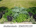 Small photo of Cynara cardunculus grows in a flower bed surrounded by other variegated plants in July. The cardoon, Cynara cardunculus, the artichoke thistle, is a thistle in the family Asteraceae. Potsdam, Germany