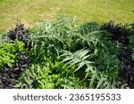 Small photo of Cynara cardunculus grows in a flower bed surrounded by other variegated plants in July. The cardoon, Cynara cardunculus, the artichoke thistle, is a thistle in the family Asteraceae. Potsdam, Germany
