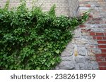 Hedera helix climbs the wall of the Spandau Citadel fortress in August. Hedera helix is a species of flowering plant in the family Araliaceae. Berlin, Germany