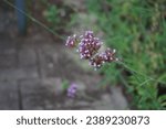 Small photo of Verbena bonariensis blooms in August. Verbena bonariensis, the purpletop vervain, clustertop vervain, Argentinian vervain, tall- or pretty verbena, is a member of the verbena family. Berlin, Germany