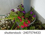 Small photo of Calibrachoa flowers Trixi 'Blue Petticoat' and 'Uno Double Red' bloom in a hanging flowerpot in October. Calibrachoa is a genus of plants in the Solanaceae family. Berlin, Germany