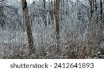 Small photo of frost on tree branches, ice-covered plants, frost, ice patterns on leaves, plants in winter, frost, winter background, winter day, winter patterns, frost on plants