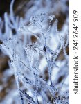 Small photo of frost on tree branches, ice-covered plants, frost, ice patterns on leaves, plants in winter, frost, winter background, winter day, winter patterns, frost on plants