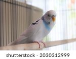 Cute White Budgies In Cage ...