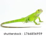 A Green Iguana  Iguana Iguana ...