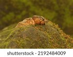 Small photo of A mole cricket is digging a moss-covered ground. This insect has the scientific name Gryllotalpa gryllotalpa.