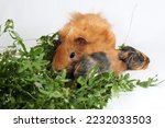A mother guinea pig with her baby is eating grass. Selective focus on white background. This rodent mammal has the scientific name Cavia porcellus.