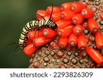 A Caterpillar Is Foraging In A...