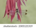 A White Skimmer Dragonfly Is...