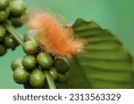 A Caterpillar Is Foraging On A...