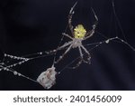Small photo of The cannibalistic behavior of a Hawaiian garden spider that preys on another Hawaiian garden spider. This yellow spider has the scientific name Argiope appensa.