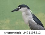 Small photo of The head of a black-crowned night heron that looks dashing and dignified. This bird has the scientific name Nycticorax nycticorax.