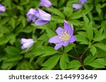 Small photo of Grecian windflower, a kind of anemone, is a bulb flower that is outright unique and very ornamental.