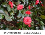 Camellia japonica  known as...