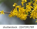Blooming Forsythia Bush in Spring. Yellow Forsythia Flowers. Blossoming Forsythia. Flowering Forsythia. Spring Flowers. Yellow Flowers. Spring Background. Yellow Twig.
