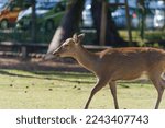 Small photo of Nara Park, wild deer living a carefree life, unafraid of foreign enemies.