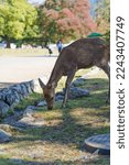 Small photo of Nara Park, wild deer living a carefree life, unafraid of foreign enemies.