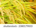 Small photo of Golden yellow rice ear of rice growing in autumn paddy field