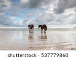 Horse And The Clean Beach Wtih...