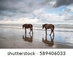 Two Horse Play At The Seaside...