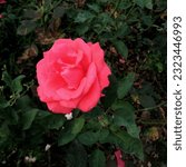 Small photo of A nicely shaped rose, seen in the morning, in Tzar Simeon Garden Park in Plovdiv, Bulgaria.