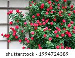 Red Roses On A House Wall