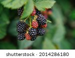 Fresh Blackberries In The...
