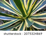 Small photo of Agave century plant variegated on plantation. Huge green leaves, yellow serrated edges in botanical garden. Evergreen succulent. Large cactus, live plant. Twisty variegated agave Americana backdrop.