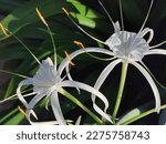 White Spider Lilies Hymenocallis littoralis in Nature
