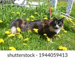 Small photo of Buffy's cat is out for a walk. How nice it is in the garden