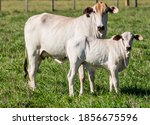 A Cows And Calves At Pasture In ...