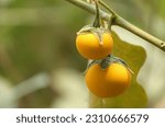 Small photo of Yellow fruit of Cock roach berry growth on branch in nature. Dutch eggplant or Cock roach berry, Solanum Aculeatissimum, Indian nightshade on tree and green leaves