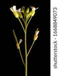 Small photo of Thale Cress (Arabidopsis thaliana). Inflorescence Closeup